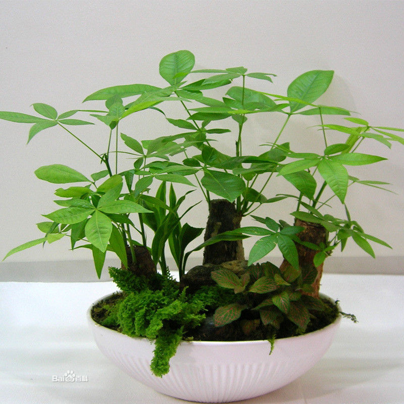 发财树组合/下沙植物租赁