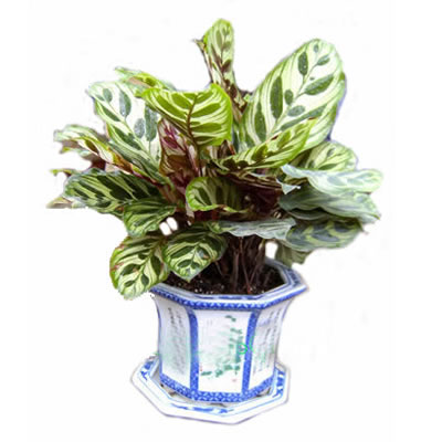 小变叶木|杭州植物租赁