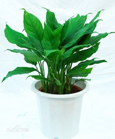 小万年青|萧山植物租赁