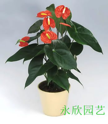 红掌|北部转业园植物租赁