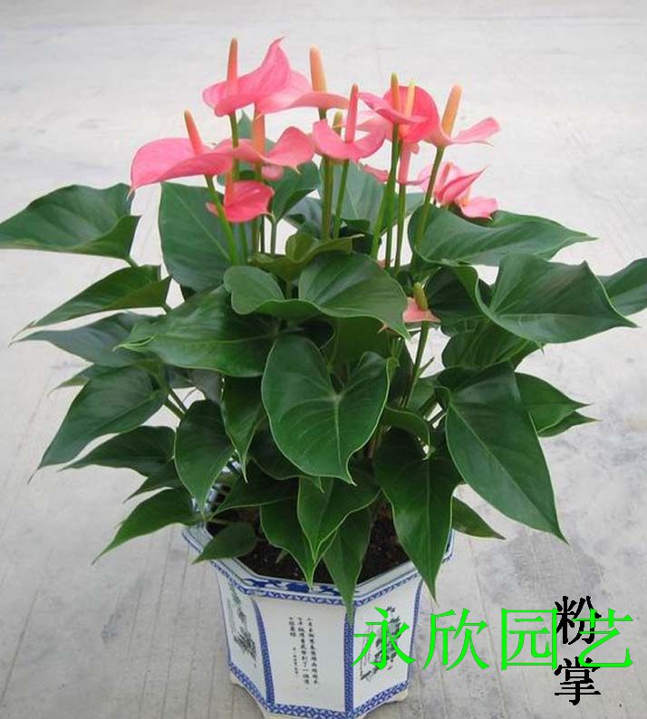 粉掌|北部转业园植物租赁
