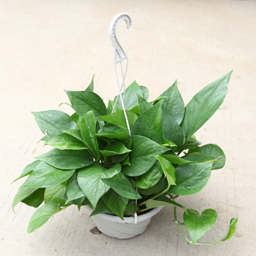 小绿萝|北部转业园植物租赁